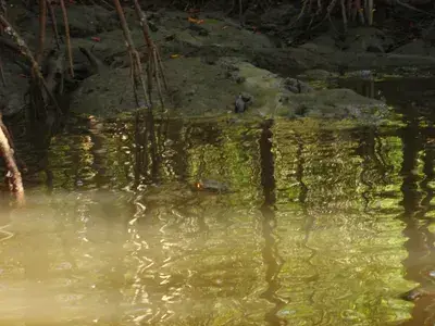 The Swamp and Red Ibiz